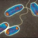 La Legionella cos'è? Diagnosi, sintomi e cura