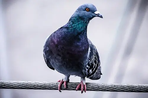 I metodi migliori da utilizzare per allontanare i piccioni