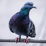 I metodi migliori da utilizzare per allontanare i piccioni