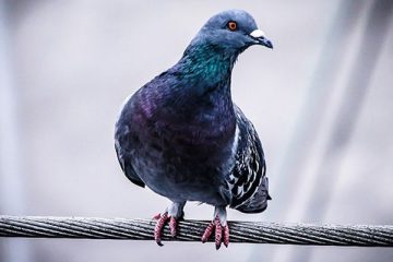 metodo per allontanare i piccioni